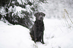 sitzender Labrador Retriever