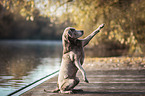 Labrador Retriever gibt Pftchen