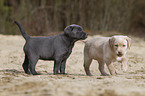 Labrador Retriever Welpen