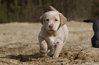 Labrador Retriever Welpe