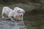 Labrador Retriever Welpen