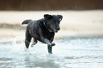 rennender Labrador Retriever