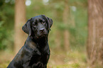 Labrador Retriever Portrait