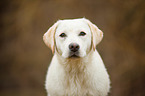 Labrador Retriever Portrait