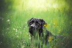 schwarzer Labrador Retriever