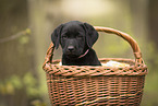 Labrador Retriever Welpe