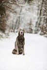 Labrador Retriever im Schnee