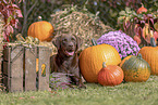 Labrador Retriever im Herbst