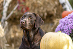 Labrador Retriever im Herbst