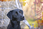 Labrador Retriever im Herbst