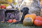 Labrador Retriever im Herbst