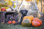 Labrador Retriever im Herbst