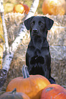 Labrador Retriever im Herbst