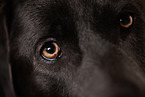 Labrador Retriever Augen