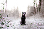 Labrador Retriever im Winter