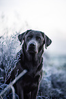 Labrador Retriever im Winter