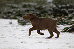 junger brauner Labrador