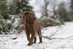 junger brauner Labrador