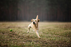 blonder Labrador Retriever