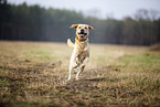 blonder Labrador Retriever