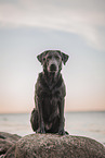 Labrador Hndin in der Farbe charcoal