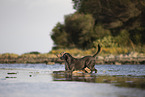 Labrador Hndin in der Farbe charcoal