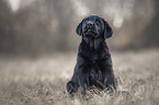 Labrador Retriever Welpe