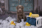 Labrador Retriever Welpe