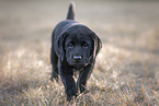 Labrador Retriever Welpe