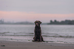 Labrador Retriever am Strand