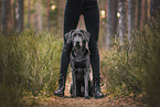 charcoal Labrador Retriever