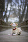 Labrador Retriever Hndin