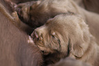 Labrador Retriever mit Mischlingswelpen
