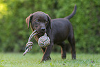 Labrador Retriever Welpe