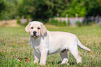 Labrador Retriever Welpe