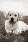 Labrador Retriever Welpe