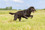 schokobrauner Labrador Retriever