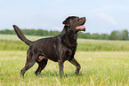 schokobrauner Labrador Retriever