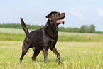 schokobrauner Labrador Retriever