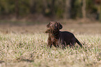 Labrador Retriever Welpe