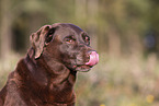 Labrador Retriever