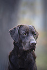 brauner Labrador Retriever