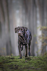 brauner Labrador Retriever