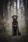 brauner Labrador Retriever