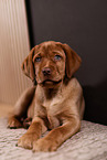 Labrador Retriever Welpe