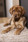 Labrador Retriever Welpe