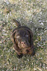 Labrador Retriever Welpe