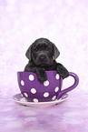 Labrador Retriever Welpe