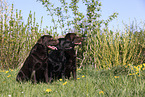 2 Labrador Retriever