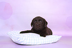 Labrador Retriever Welpe